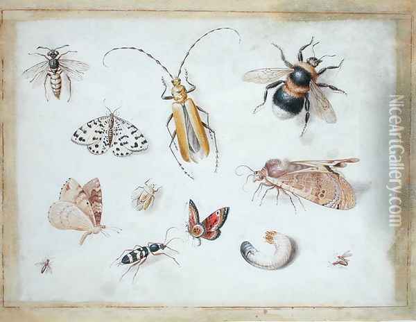 A Study of Butterflies and other Insects Oil Painting - Jan van Kessel