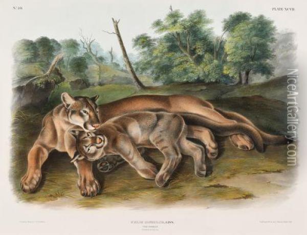 Cougar - Female And Young Oil Painting - John James Audubon