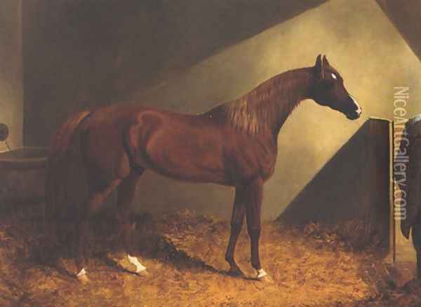 Chestnut Racehorse In Stall Oil Painting - John Frederick Herring Snr