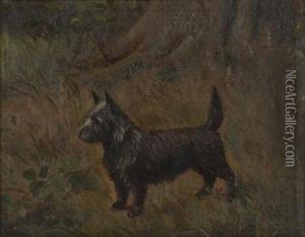 Study Of A Scots Terrier Oil Painting - Henry Crowther