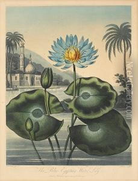 Four Plates, From The Temple Of Flora Oil Painting - Robert John, Dr. Thornton