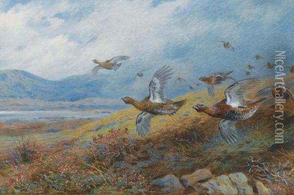 Driven Grouse Oil Painting - Archibald Thorburn