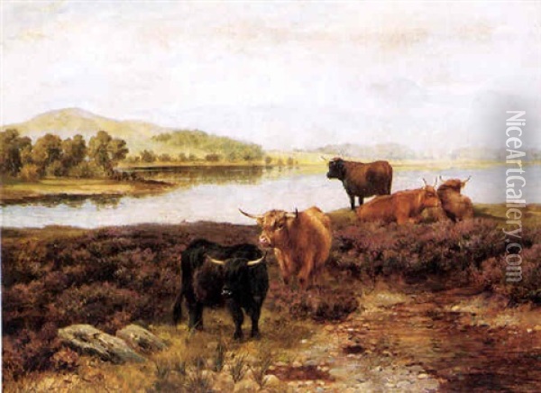 Higland Cattle Resting Oil Painting - Wright Barker