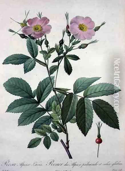Rosa alpina laevis, engraved by Bessin, from Les Roses, 1817-24 Oil Painting - Pierre-Joseph Redoute