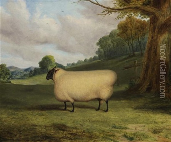 A Prize Sheep Oil Painting - Richard Whitford Jr.