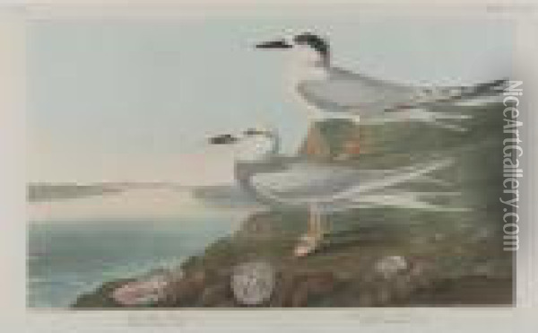 Havell's Tern; And American Ptarmigan Oil Painting - John James Audubon