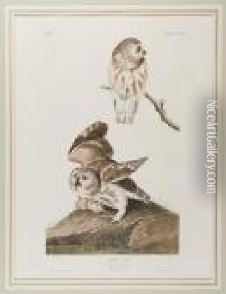 Little Owl Oil Painting - John James Audubon