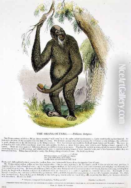 The Orang-Outang (Pithecus satyrus) educational illustration pub. by the Society for Promoting Christian Knowledge, 1843 Oil Painting - Josiah Wood Whymper