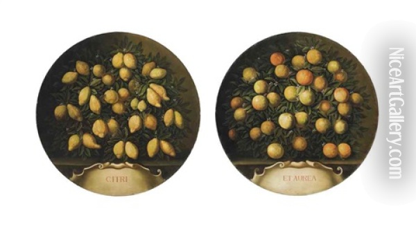 Citri Et Aurea: A Still Life Of Lemons; And A Still Life Of Oranges (pair) Oil Painting - Bartolommeo Bimbi