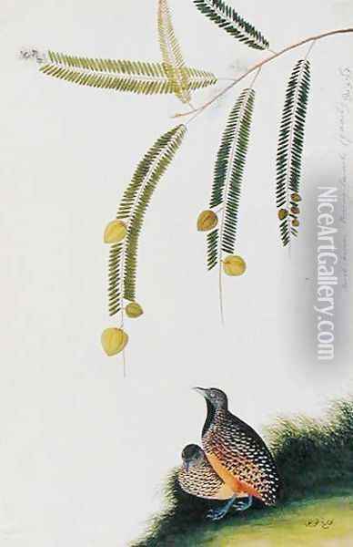 Quails, Booah Malacca, Boorong Poo-eeoh, from 'Drawings of Birds from Malacca', c.1805-18 Oil Painting - Anonymous Artist