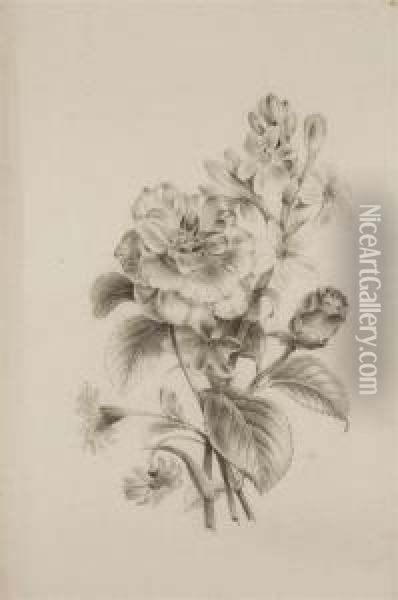 Deux Etudes Representant Des Branches De Rosiers; Et Une Rose Oil Painting - Pancrace Bessa