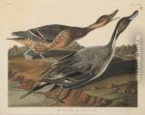 Pin-tailed Duck (pl. Ccxxvii) Oil Painting - John James Audubon