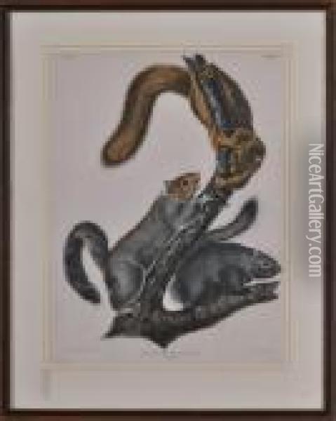 Sciurus Cinereus Oil Painting - John James Audubon