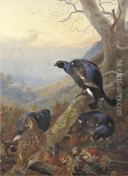 Black Cock And Grey Hen, On A Rowan Tree Oil Painting - Archibald Thorburn