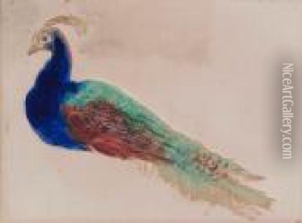 Study Of A Peacock Oil Painting - William Henry Hunt