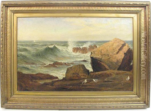 A Coastal Scene With Sea Gulls On A Rocky Shore Oil Painting - Charles F. Draper