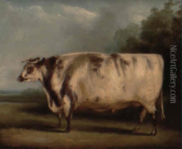 A Shorthorn Ox In A Landscape Oil Painting - William Henry Davis