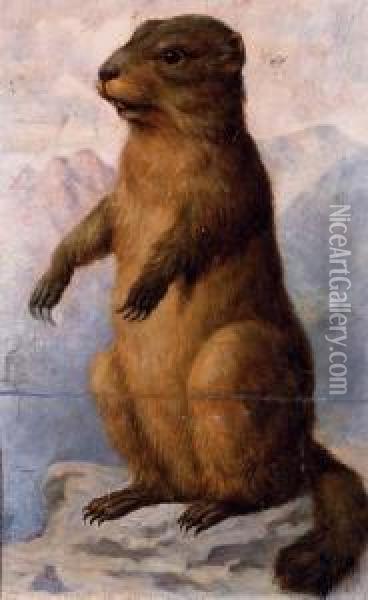 A Marmot Oil Painting - August Von Pelzeln