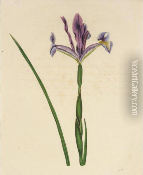 A Folio Of Botanical Watercolours Oil Painting - James Sowerby