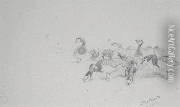Barnacle Geese Oil Painting - Archibald Thorburn