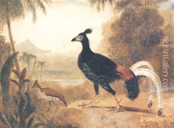 The Fire Pheasant Of The Island Of Java Oil Painting - William Daniell