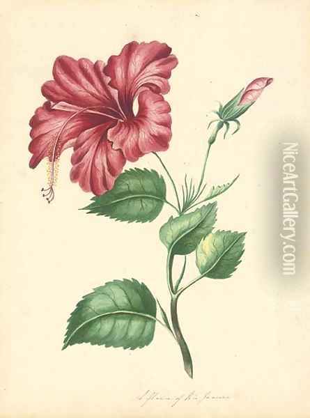 Flower Oil Painting - English School