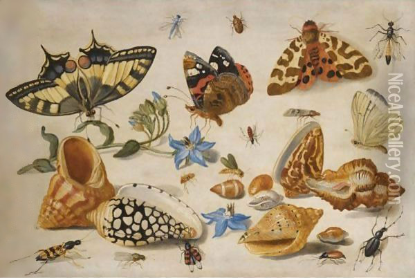 A Swallowtail (Papilio Machaon), Red Admiral (Vanessa Atalanta) And Other Insects With Shells And A Sprig Of Borage (Borago Officinalis) Oil Painting - Jan van Kessel
