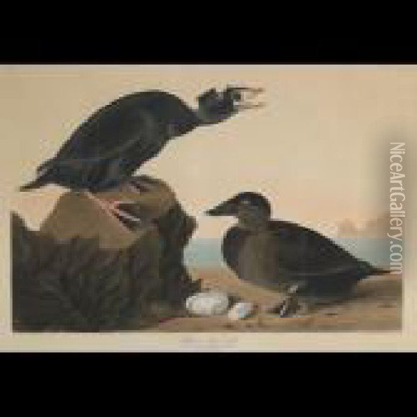 Black Or Surf Duck, Plate Cccxvii (from The Havell Edition Of Thebirds Of America) Oil Painting - John James Audubon