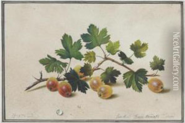 Gooseberries Oil Painting - Fedor Tolstoy Petrovich
