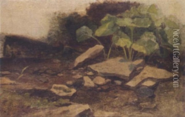 Study Of Plants And Rocks Oil Painting - William James Mueller