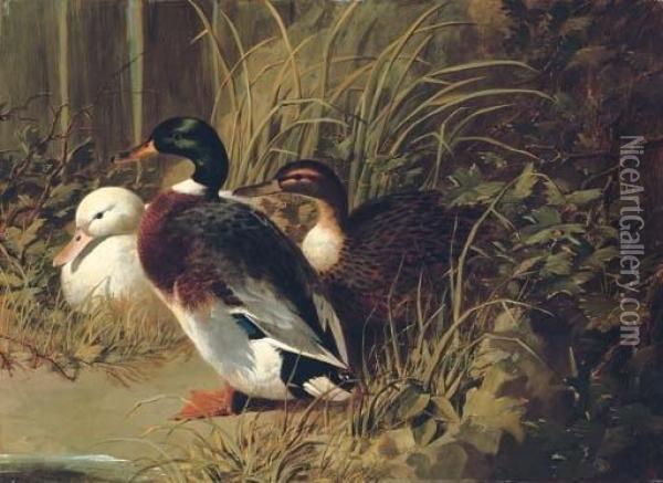 Ducks By A Riverbank Oil Painting - John Frederick Herring Snr