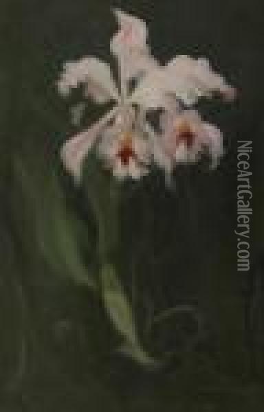 Pink Orchid Oil Painting - James Stuart Park