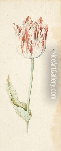 A Study Of A Tulip Oil Painting - Anthony Ii Claesz