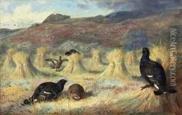 Three Blackcock And Two Grey 
Hens Amongst Corn Stooks, A Covey Ofgrouse Approaching, Achnamara, 
Argyll Oil Painting - Archibald Thorburn