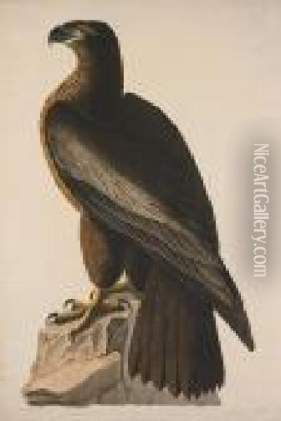 Bird Of Washington, Or Great American Sea Eagle. Falco Washingtoniensis-male Oil Painting - John James Audubon