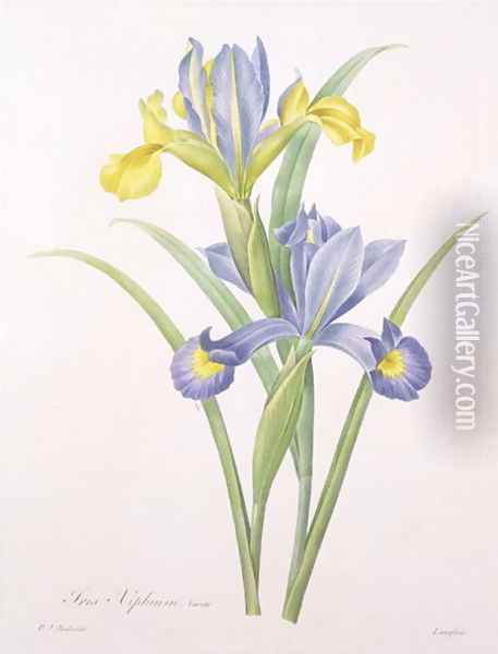 Iris xiphium, variety, engraved by Langlois, from Choix des Plus Belles Fleurs, 1827 Oil Painting - Pierre-Joseph Redoute