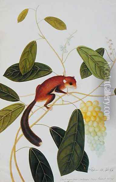 Squirrel on a wildgrape tree, Toopay Krawa, Booah angoor Ootan, from 'Drawings of Animals, Insects and Reptiles from Malacca', c.1805-18 Oil Painting - Anonymous Artist