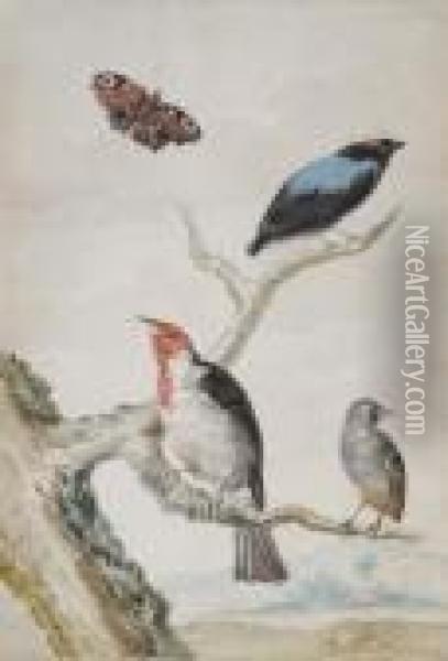 Study Of Three Birds And A Butterfly Oil Painting - Aert Schouman