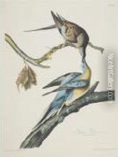Passenger Pigeon (plate Lxii) Oil Painting - John James Audubon