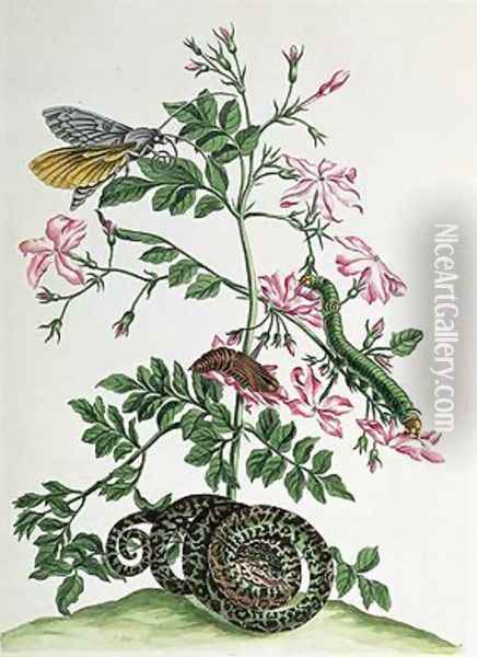 Jasmine with snake moth caterpiller and chrysalis plate 46 from Over de Voorteeling 1730 Oil Painting - Maria Sibylla Merian