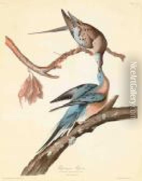 Passenger Pigeon 
 Columba Migratoria Oil Painting - John James Audubon