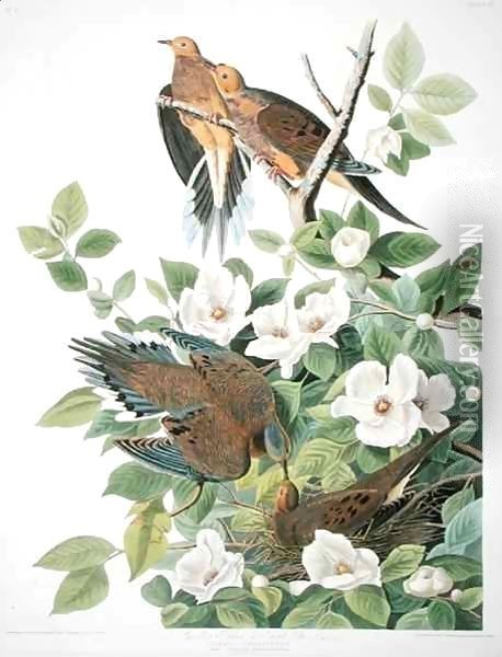 Carolina Pigeon or Turtle Dove, from 'Birds of America' Oil Painting - John James Audubon