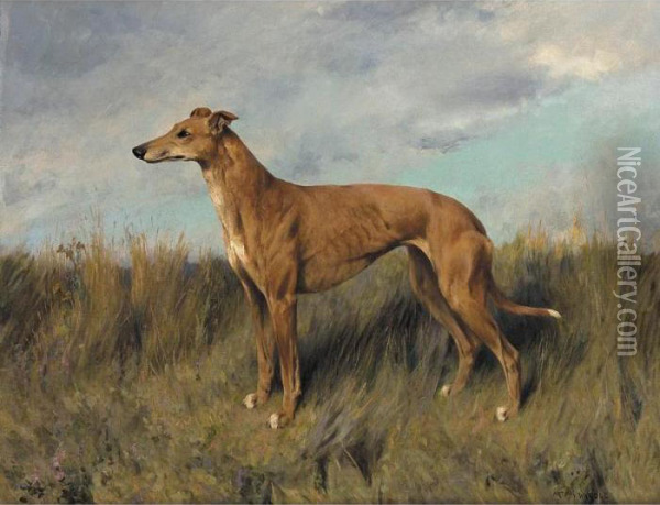 Henrietta Horn, A Greyhound Oil Painting - Arthur Wardle