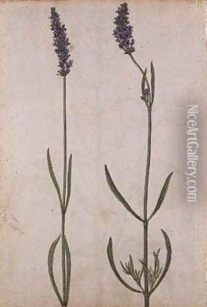 Lavandula officinalis Old English Lavender Oil Painting - Jacques (de Morgues) Le Moyne
