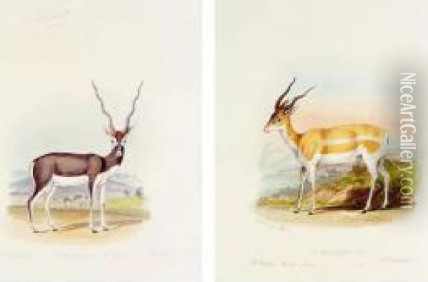 # - , . A Fine Collection Of Original Watercolour Drawings Of Hoofed Animals Of The World. English, Mid-nineteenth Century Oil Painting - Charles Hamilton Smith