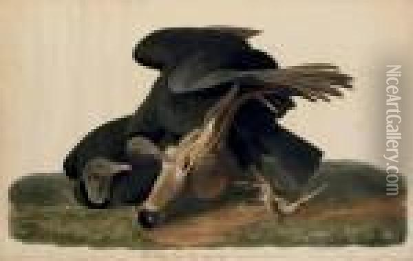 Black Vulture (plate Cvi) Oil Painting - John James Audubon