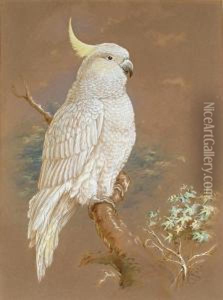 Cockatoo Oil Painting - Harry Bright