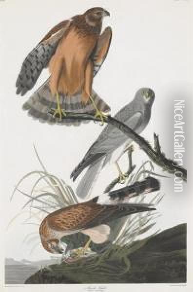 Falco Cyaneus Oil Painting - Robert Ii Havell