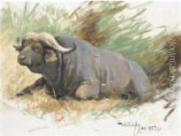 Studie Eines Kafferbuffels (study Of A Buffalo) Oil Painting - Wilhelm Kuhnert