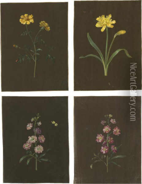 A Group Of Four Flower Studies, Including A Daffodil And Amarigold Oil Painting - Barbara Regina Dietzsch